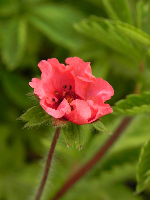 Potentilla nepalensis ‘Miss Willmott’