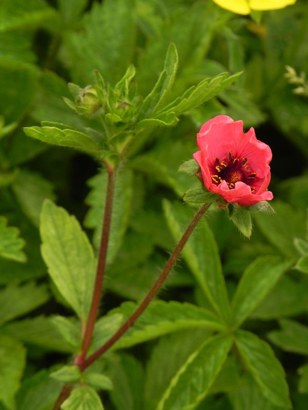 Potentilla nepalensis ‘Miss Willmott’
