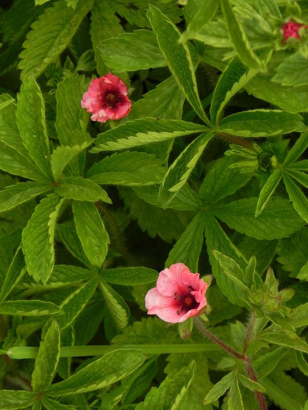 Potentilla nepalensis ‘Miss Willmott’