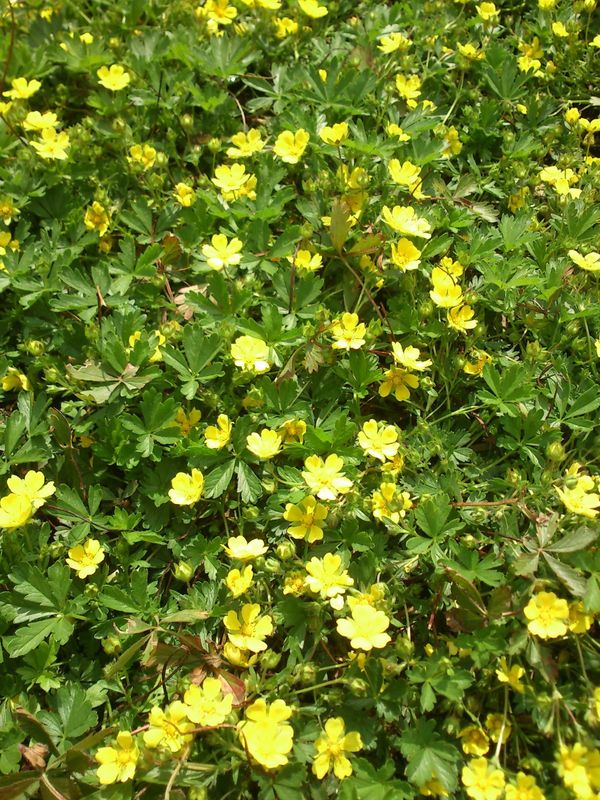 Potentilla neumanniana