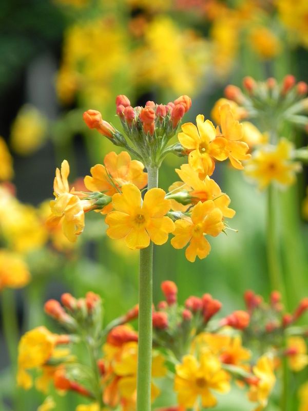 Primula bulleyana