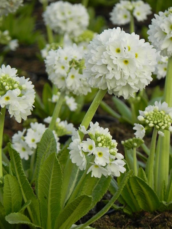 Primula denticulata ‘Alba’