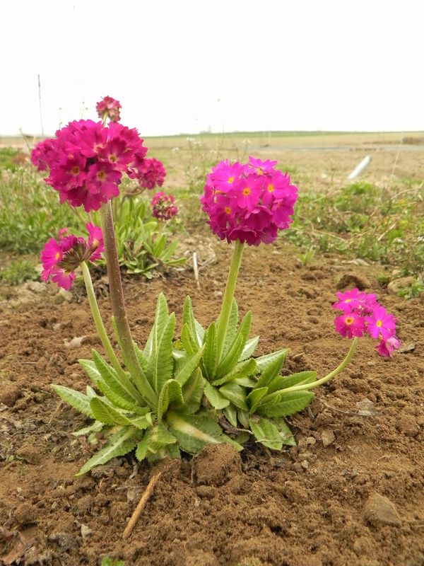 Primula denticulata ‘Rubin’