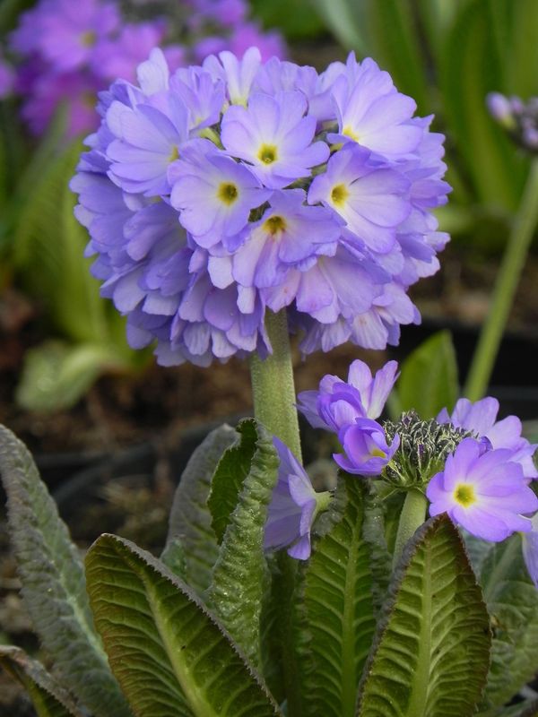 Primula denticulata ‘Lilac’