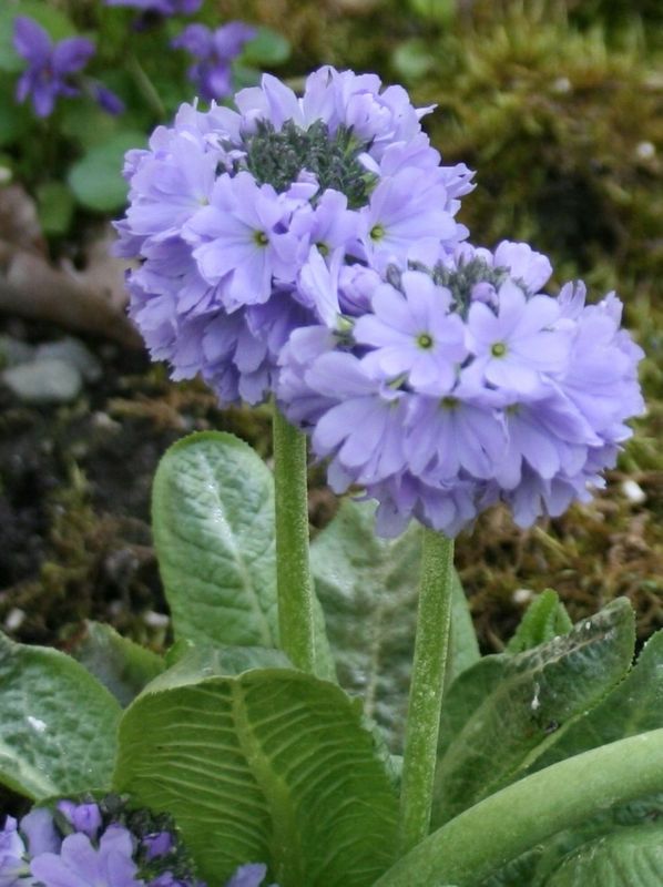 Primula denticulata ‘Blue Selection’