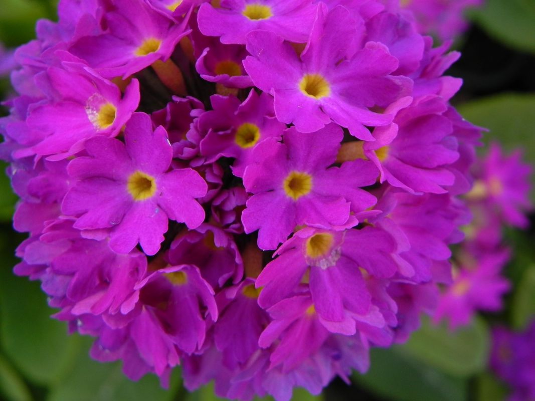 Primula denticulata ‘Prom Deep Rose’