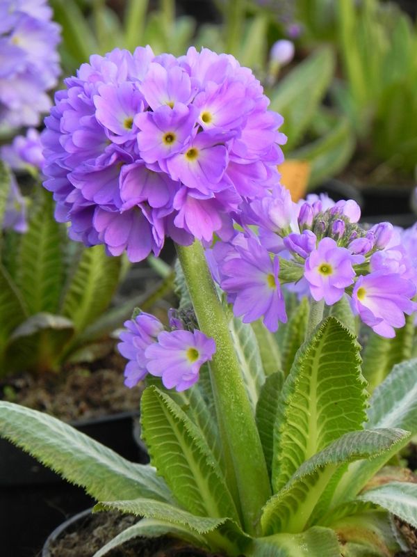 Primula denticulata ‘Prom Lilac’