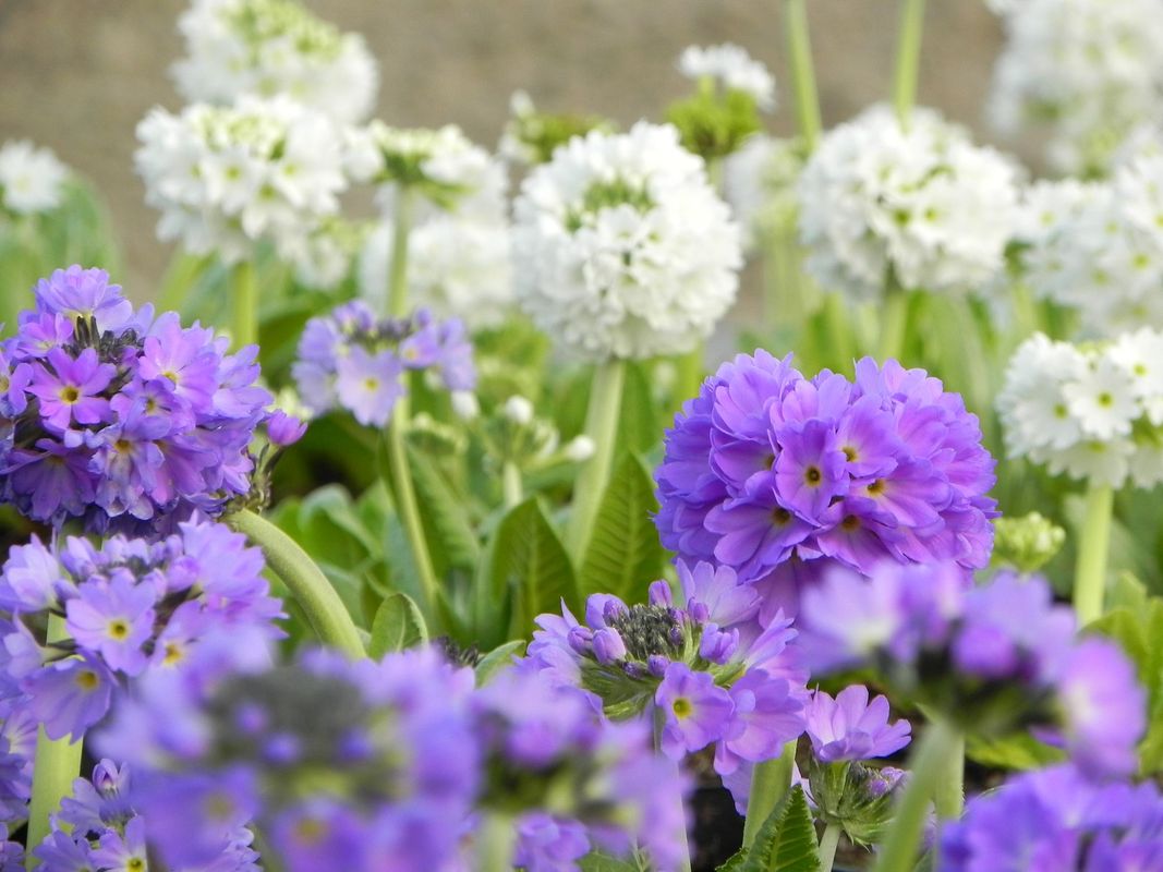 Primula denticulata ‘Prom Lilac’