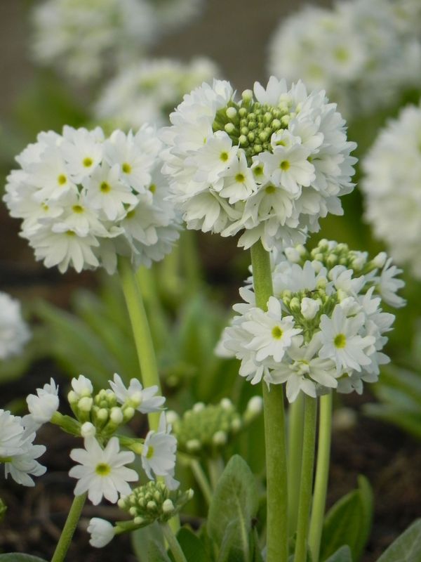 Primula denticulata ‘Prom White’