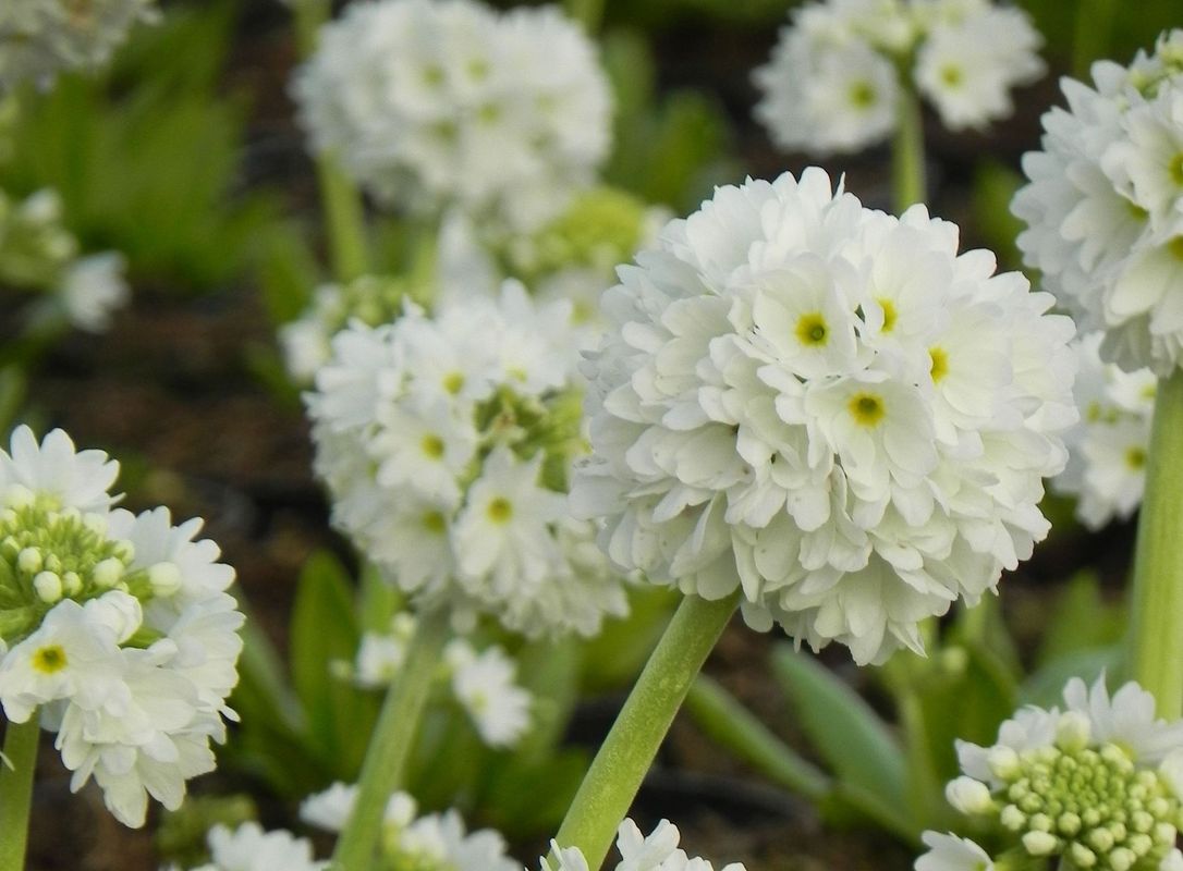 Primula denticulata ‘Prom White’