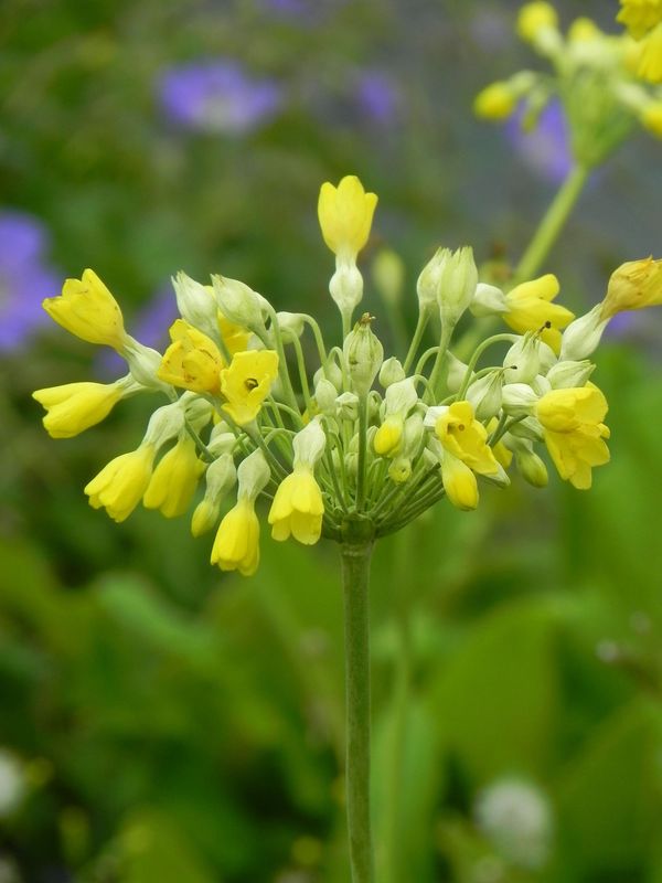 Primula florindae