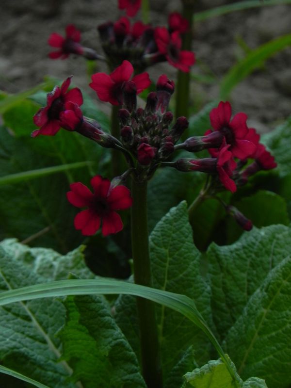 Primula japonica ‘Miller`s Crimson’