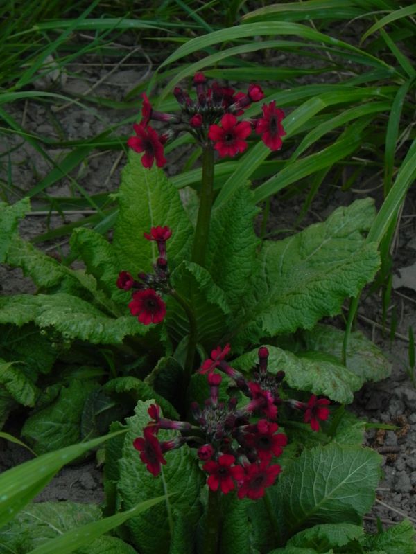 Primula japonica ‘Miller`s Crimson’