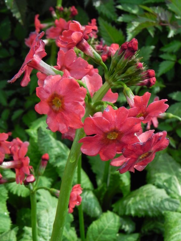 Primula japonica ‘Delux Mixture’