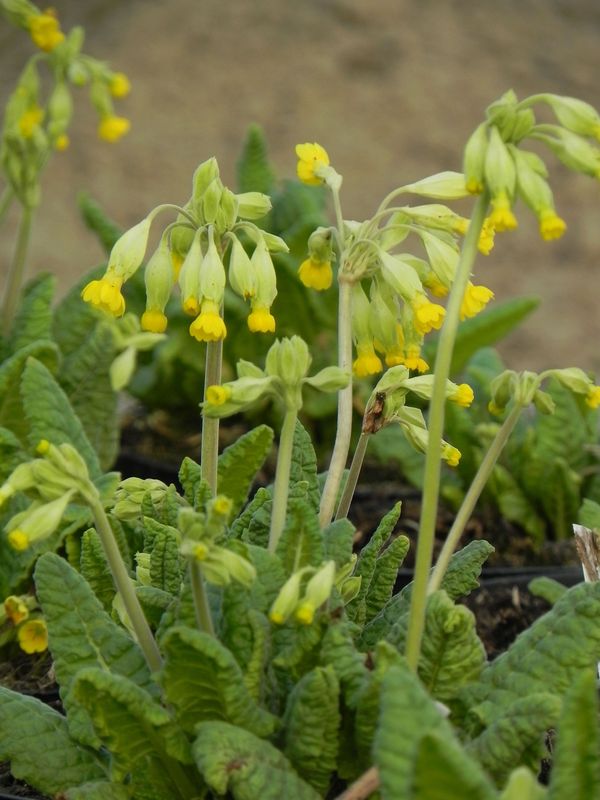 Primula officinalis