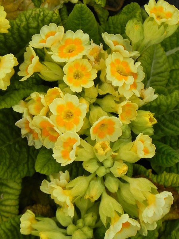 Primula officinalis ‘Lime with Orange’