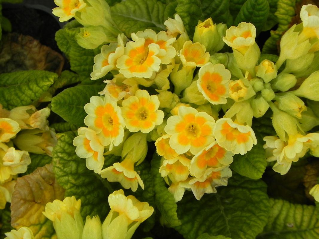 Primula officinalis ‘Lime with Orange’