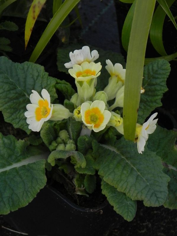 Primula officinalis ‘Lime with Orange’