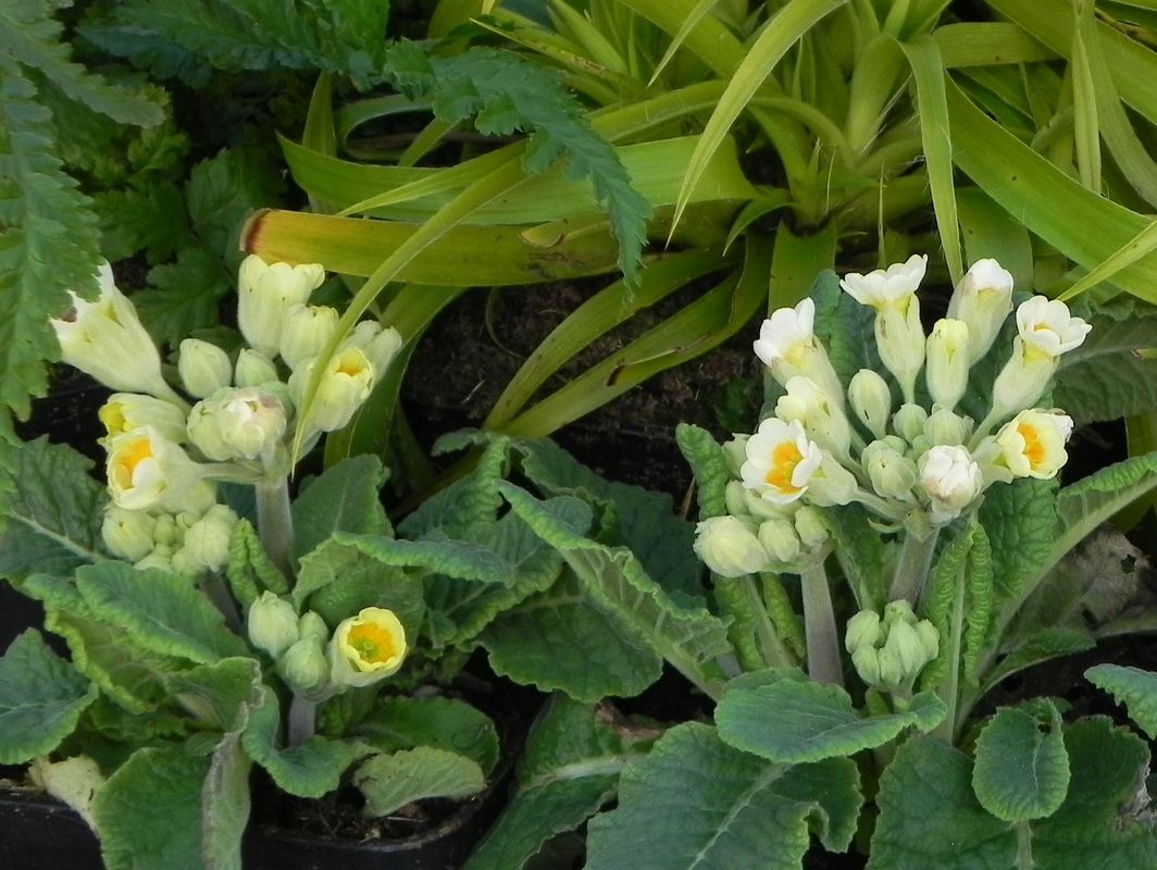 Primula officinalis ‘Lime with Orange’