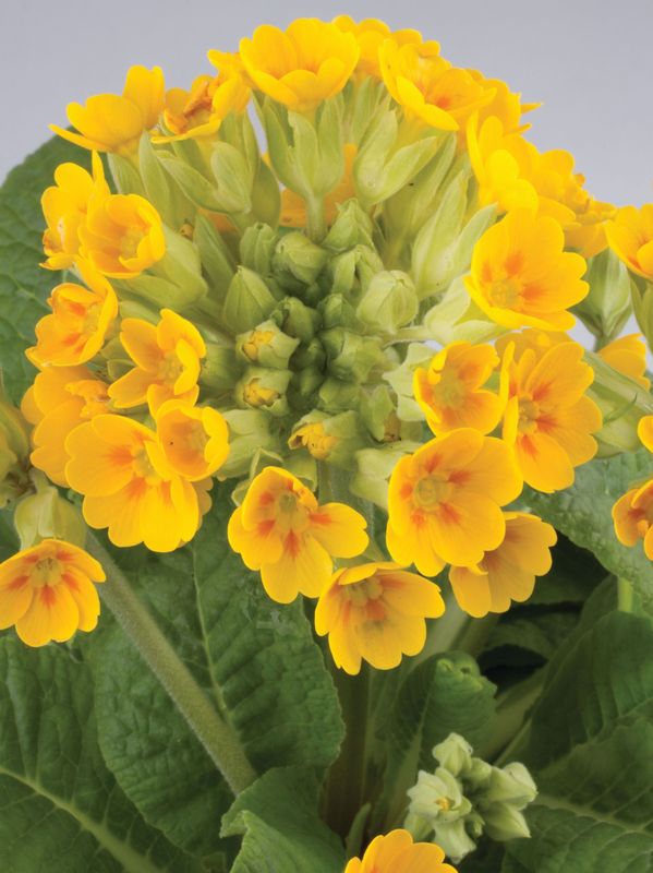 Primula officinalis ‘Pure Yellow’