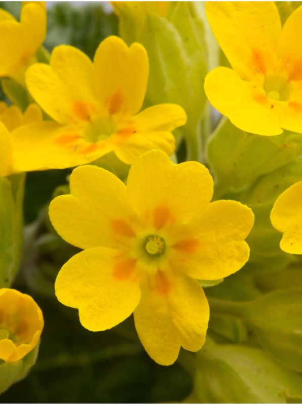 Primula officinalis ‘Bright Deep Yellow’