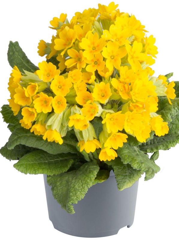 Primula officinalis ‘Deep Yellow’