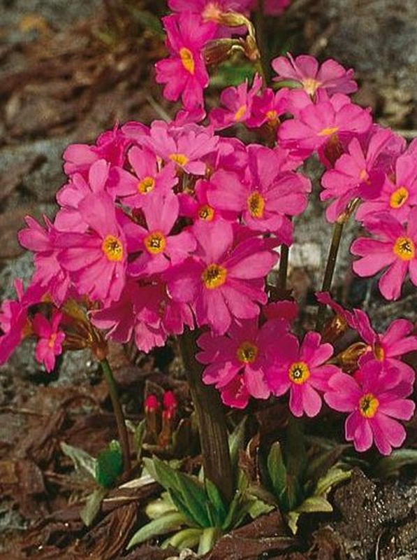 Primula rosea ‘Grandiflora’