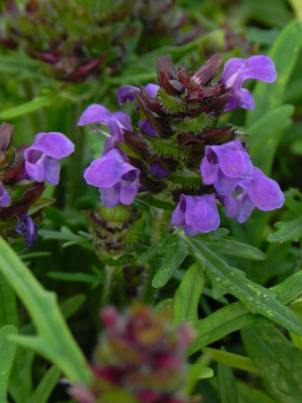 Prunella grandiflora ‘Bella Violet Blue’