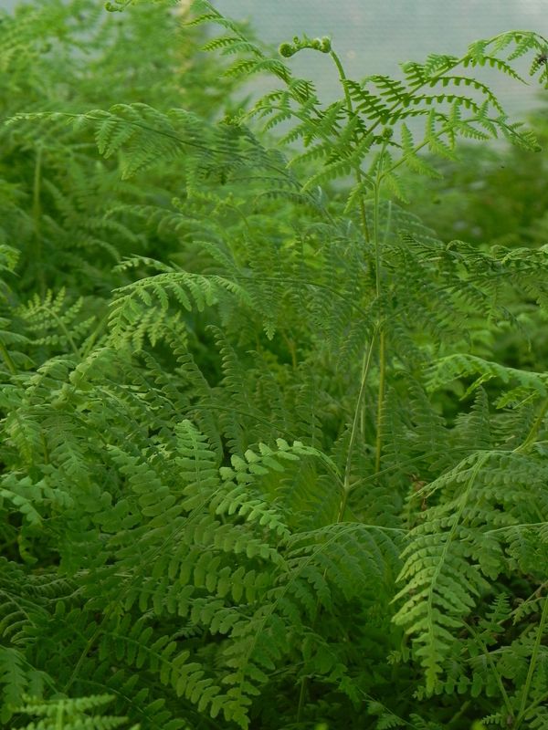 Pteridium aquilinum