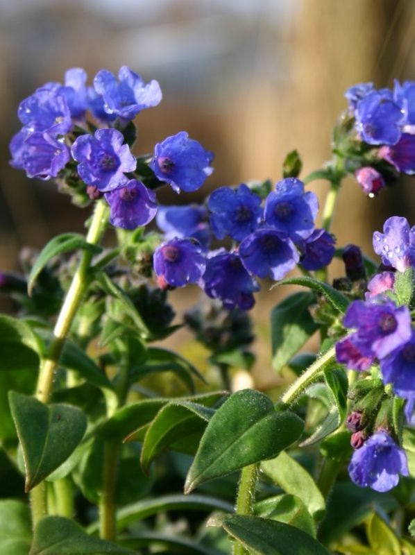 Pulmonaria angustifolia ‘Azurea’