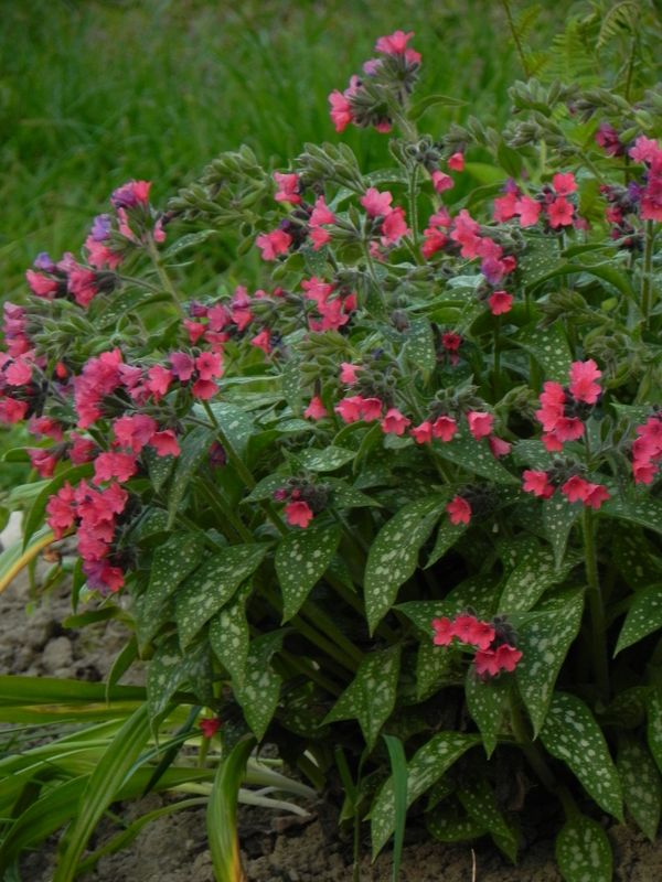 Pulmonaria x hybrida ‘Shrimps on the Barbie’