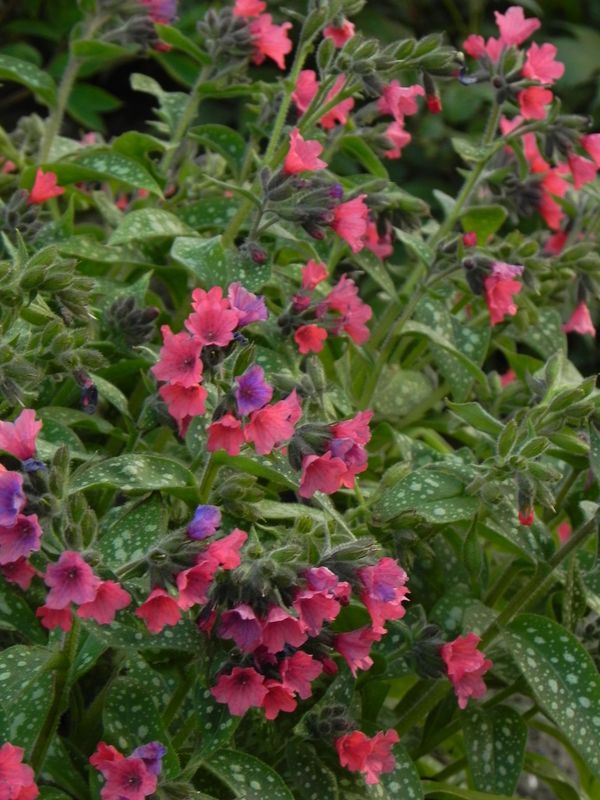 Pulmonaria x hybrida ‘Shrimps on the Barbie’