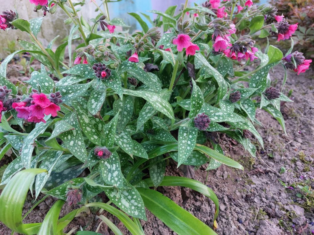 Pulmonaria x hybrida ‘Shrimps on the Barbie’