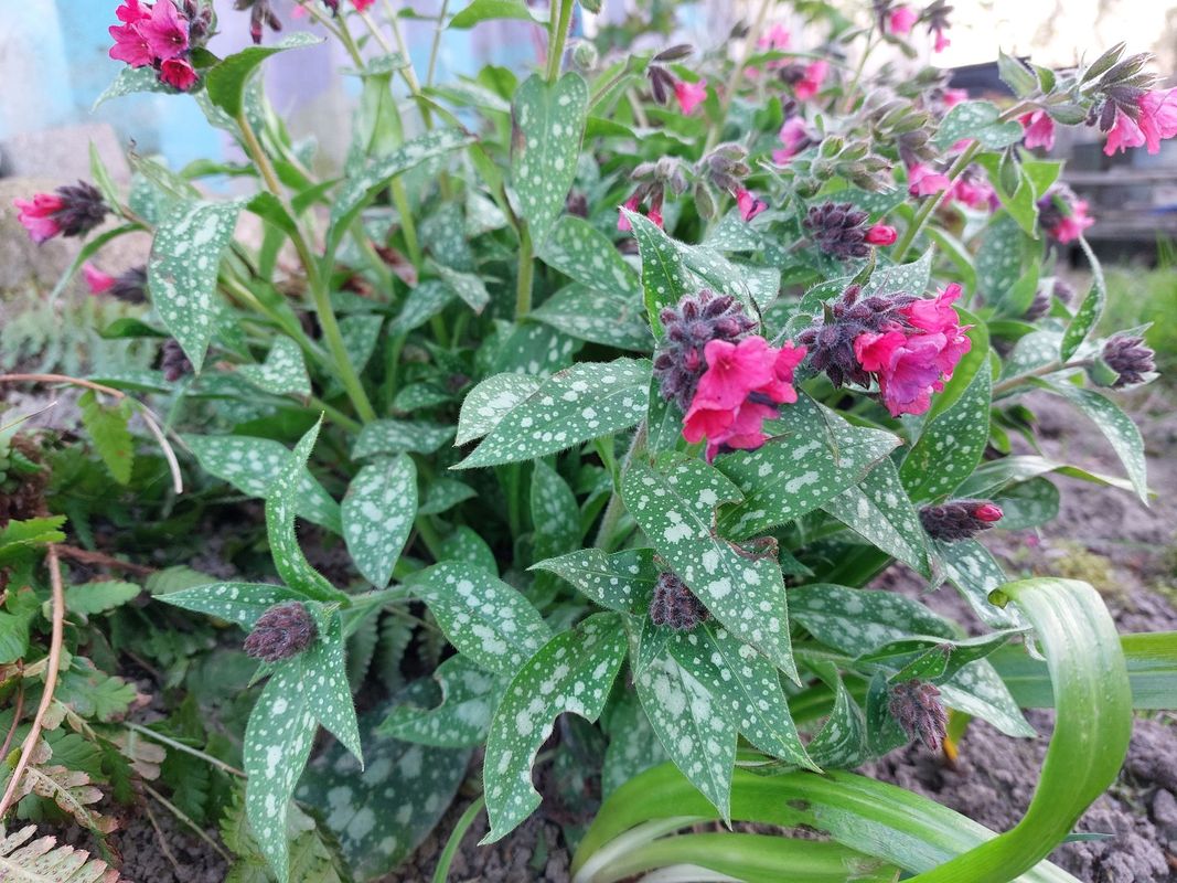 Pulmonaria x hybrida ‘Shrimps on the Barbie’