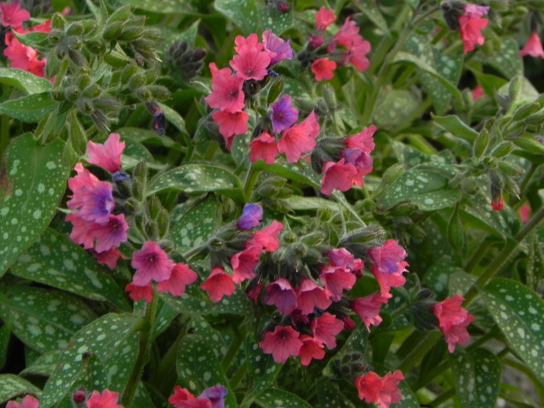 Pulmonaria x hybrida ‘Shrimps on the Barbie’