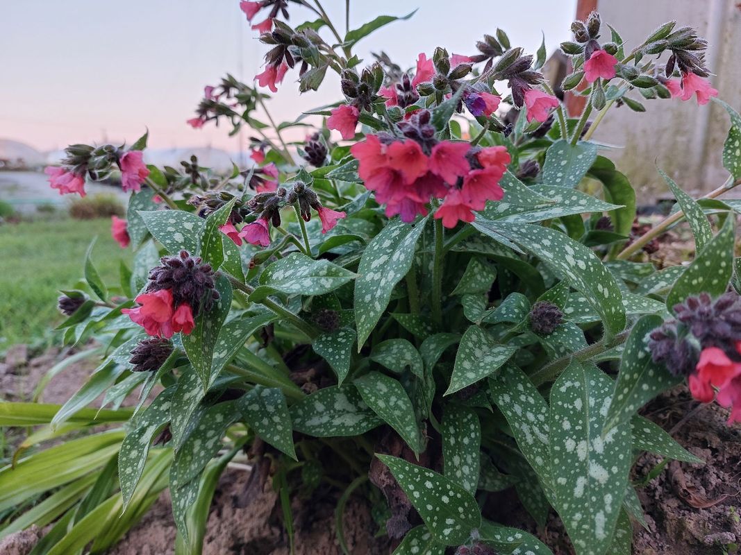 Pulmonaria x hybrida ‘Shrimps on the Barbie’