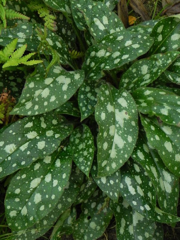 Pulmonaria x hybrida ‘Shrimps on the Barbie’