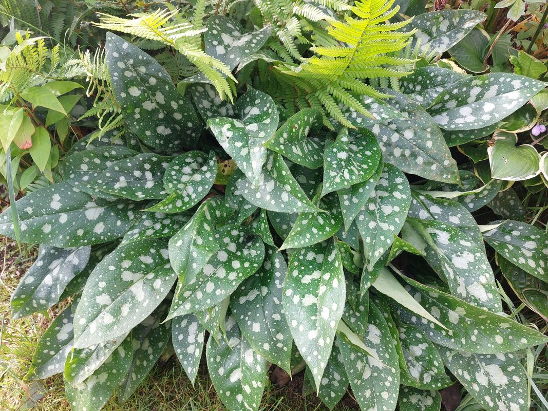 Pulmonaria x hybrida ‘Shrimps on the Barbie’