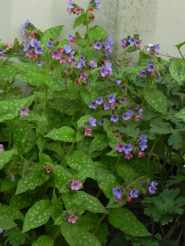 Pulmonaria saccharata ‘Mrs.Moon’