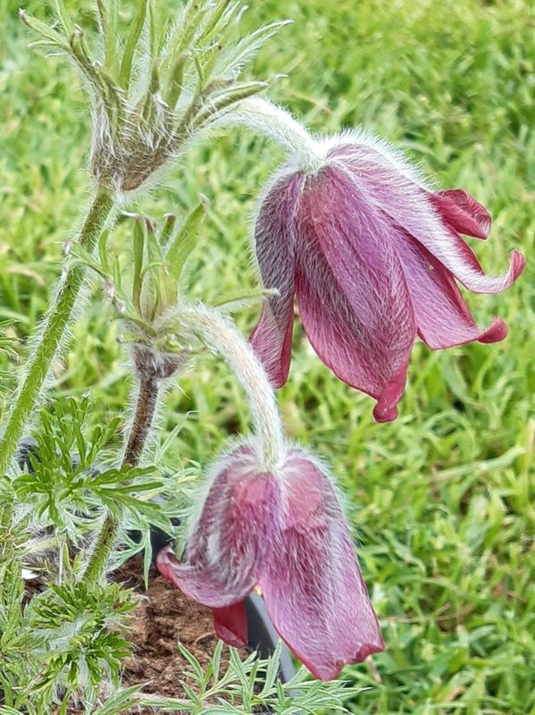 Pulsatilla vulgaris ‘Red Bells’