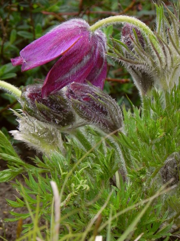 Pulsatilla vulgaris ‘Red Bells’