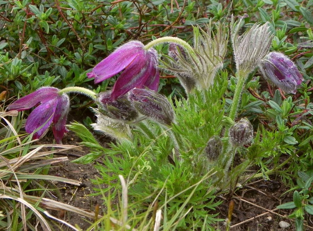 Pulsatilla vulgaris ‘Red Bells’