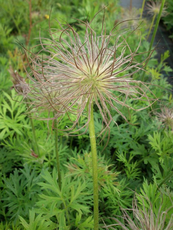 Pulsatilla vulgaris ‘Red Bells’