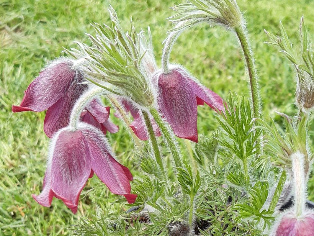 Pulsatilla vulgaris ‘Red Bells’