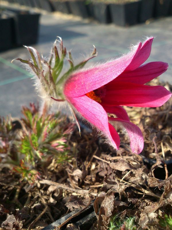 Pulsatilla vulgaris ‘Red Bells’