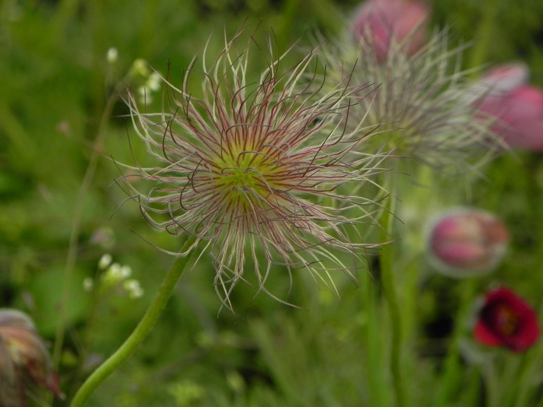 Pulsatilla vulgaris ‘Red Bells’
