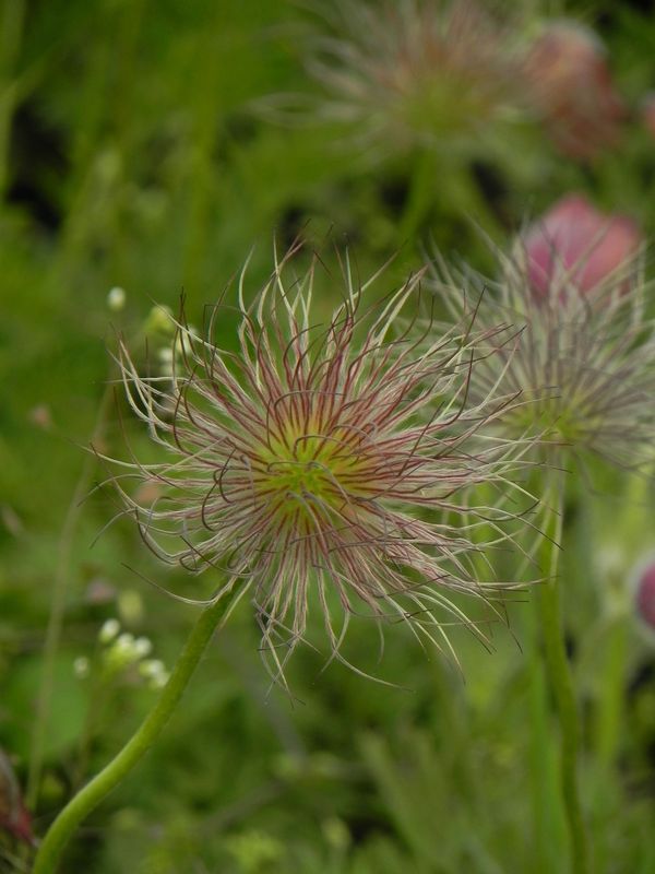 Pulsatilla vulgaris ‘Red Bells’