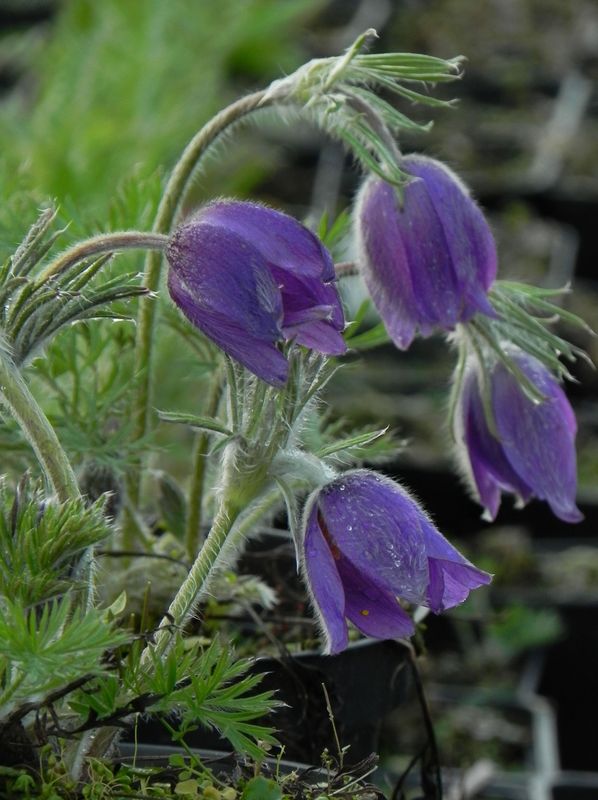 Pulsatilla vulgaris ‘Violet Bells’