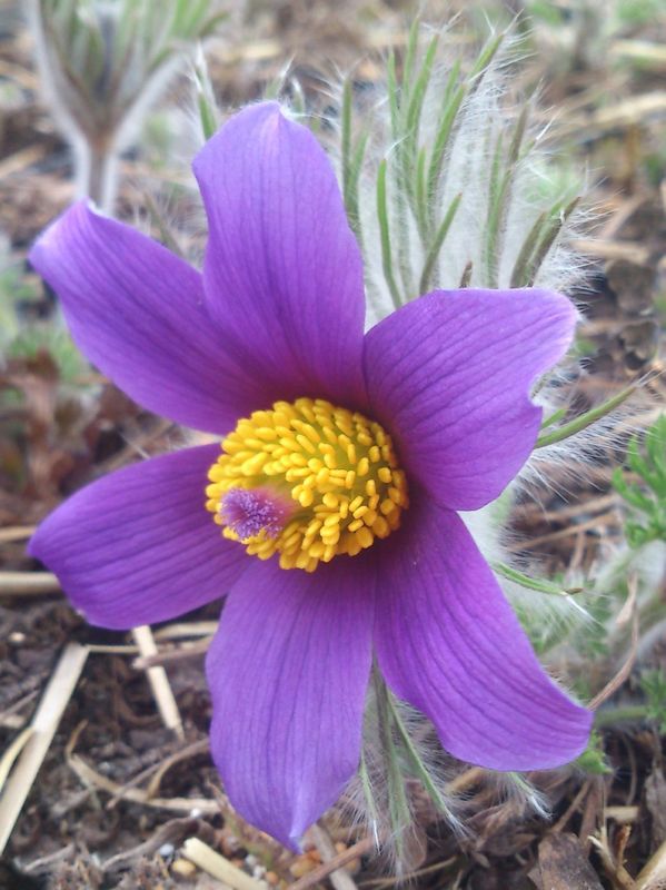 Pulsatilla vulgaris ‘Violet Bells’