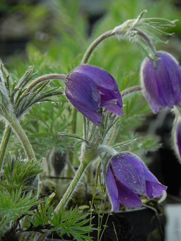 Pulsatilla vulgaris ‘Violet Bells’